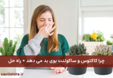 علت بوی بد کاکتوس و ساکولنت