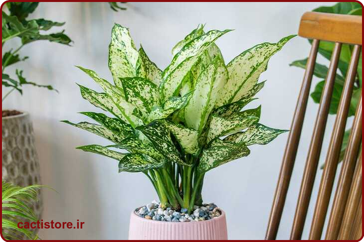 Aglaonema گیاه مناسب اتاق نوزاد و کودک
