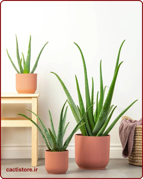 Aloe barbadensis گیاه مناسب اتاق نوزاد و کودک