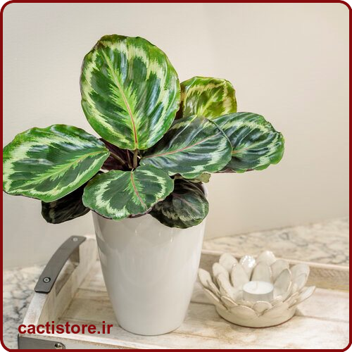 Calathea spp گیاه مناسب اتاق نوزاد و کودک