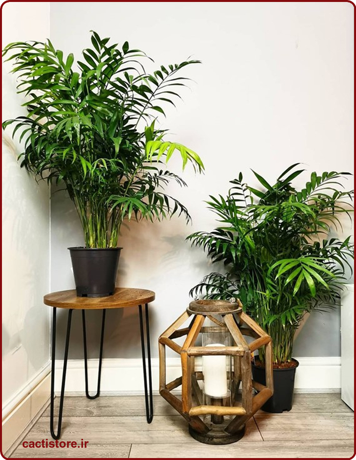 Chamaedorea elegans گیاه مناسب اتاق نوزاد و کودک
