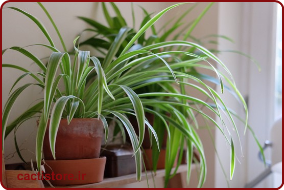 Chlorophytum comosum گیاه مناسب اتاق نوزاد و کودک