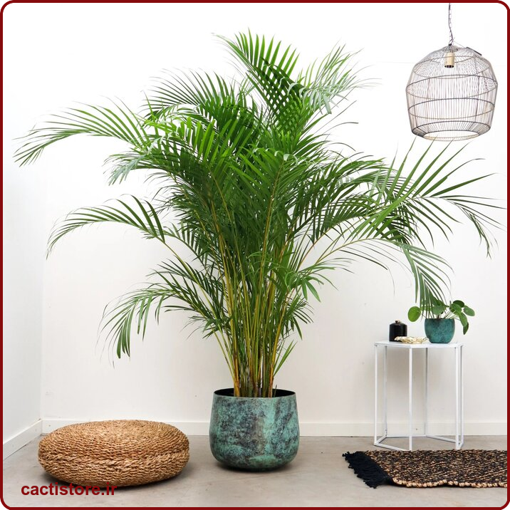 Dypsis lutescens گیاه مناسب اتاق نوزاد و کودک