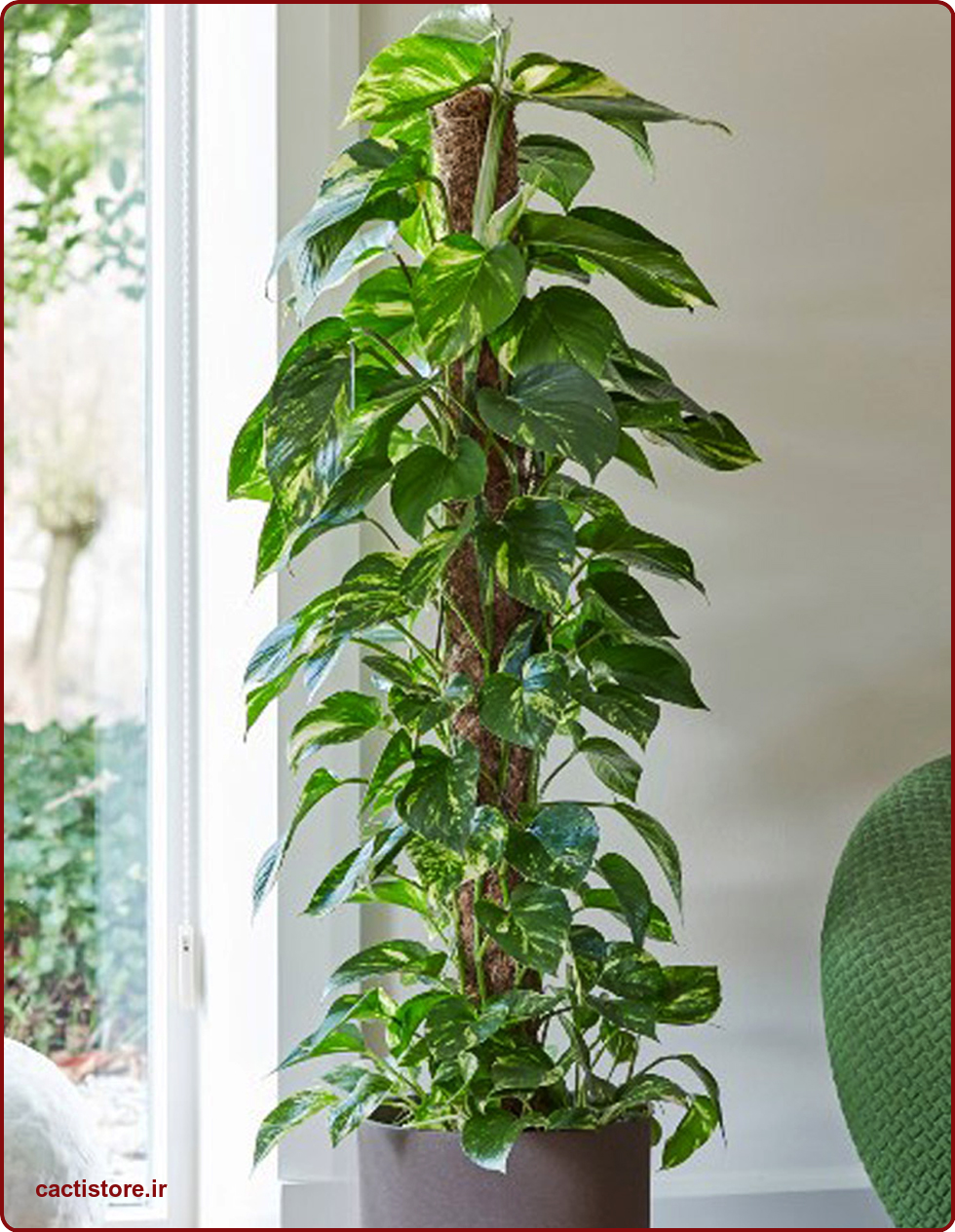 Epipremnum aureum گیاه مناسب اتاق نوزاد و کودک