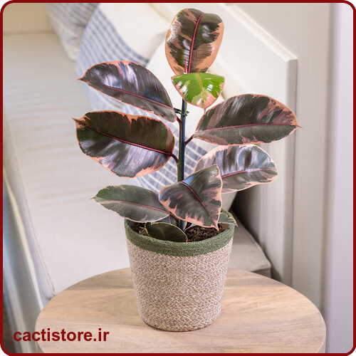 Ficus elastica گیاه مناسب اتاق نوزاد و کودک
