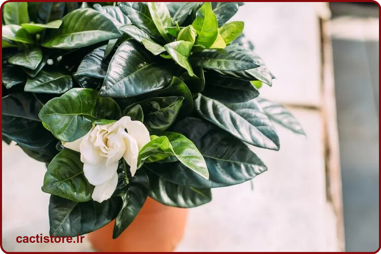 گیاه گاردنیا که به خواب شما کمک می کنند