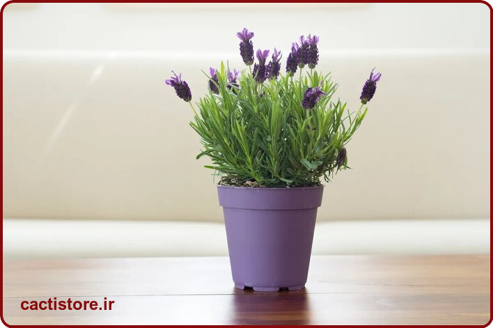 گیاه اسطوخودوس که به خواب شما کمک می کنند