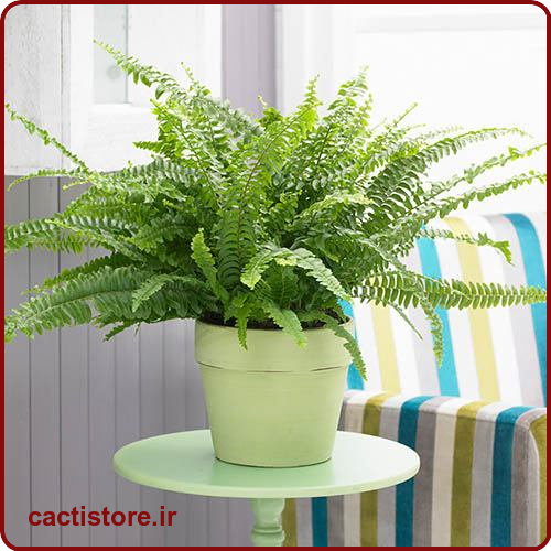 Nephrolepis exaltata گیاه مناسب اتاق نوزاد و کودک