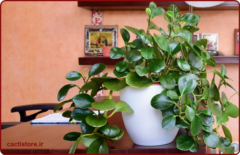 Peperomia obtusifolia گیاه مناسب اتاق نوزاد و کودک