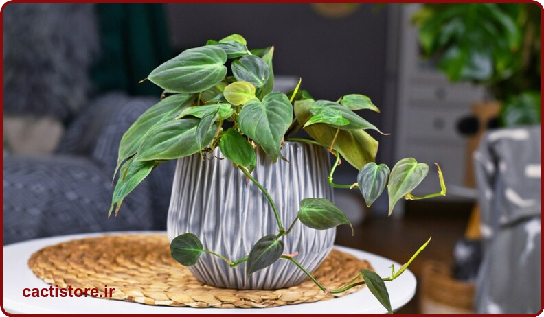 Philodendron spp گیاه مناسب اتاق نوزاد و کودک