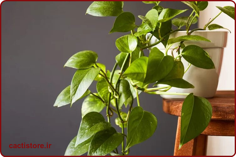 گیاه پتوس که به خواب شما کمک می کنند