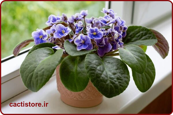 Saintpaulia گیاه مناسب اتاق نوزاد و کودک