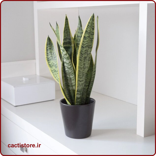 Sansevieria trifasciata گیاه مناسب اتاق نوزاد و کودک