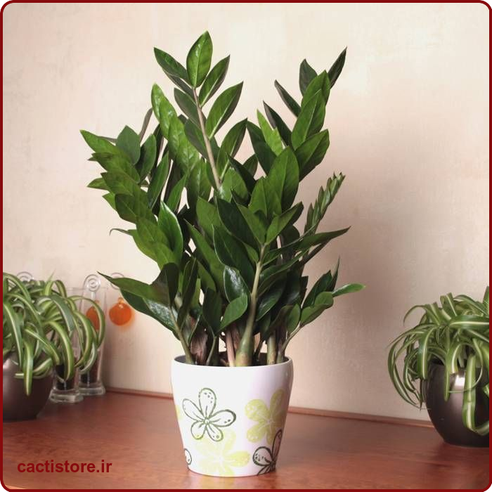 Zamioculcas zamiifolia گیاه مناسب اتاق نوزاد و کودک