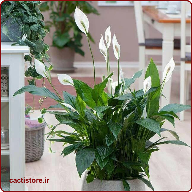 spathiphyllum گیاه مناسب اتاق نوزاد و کودک