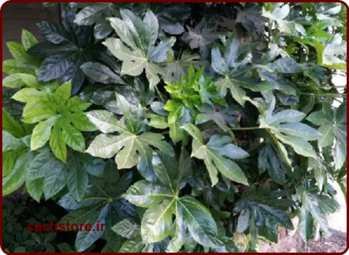  آرالیای برگ‌پهن