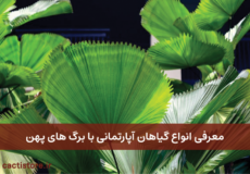 گیاهان آپارتمانی با برگ های پهن