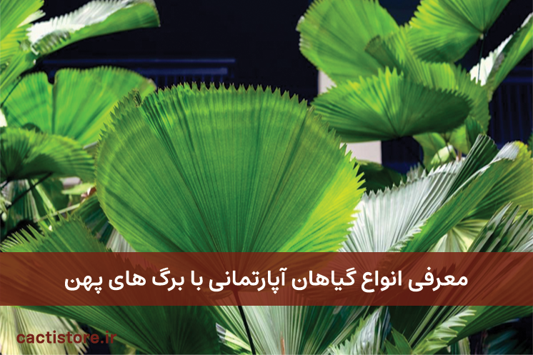 گیاهان آپارتمانی با برگ های پهن
