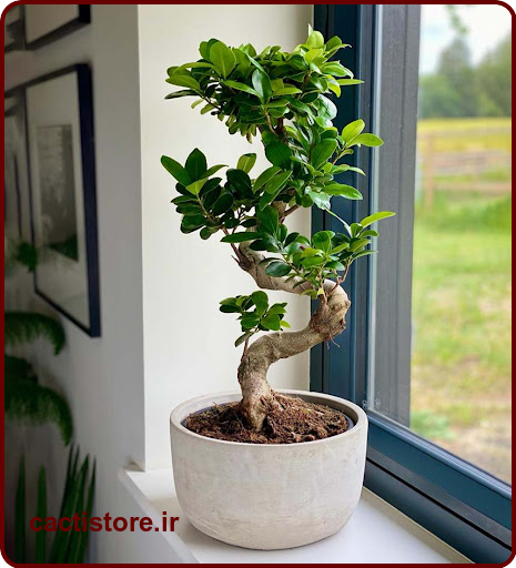 جینسینگ بونسای گیاهی برای کافه ها
