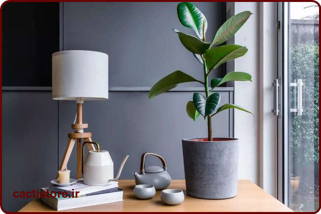 گیاه کائوچو مناسب برای دیزاین کافه و رستوران