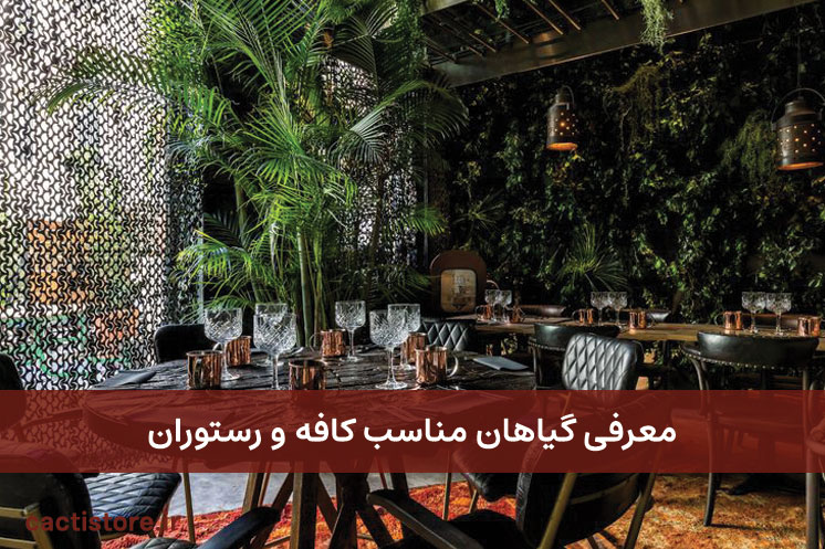 گیاهان مناسب کافه و رستوران