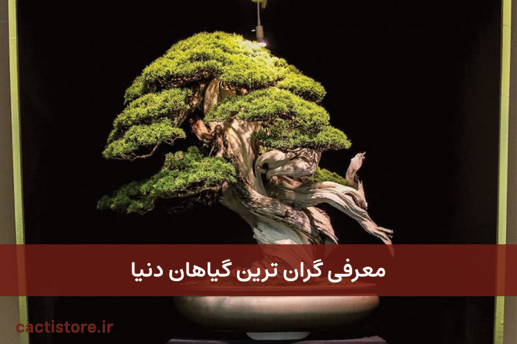 گیاهان-گران-قیمت-دنیا