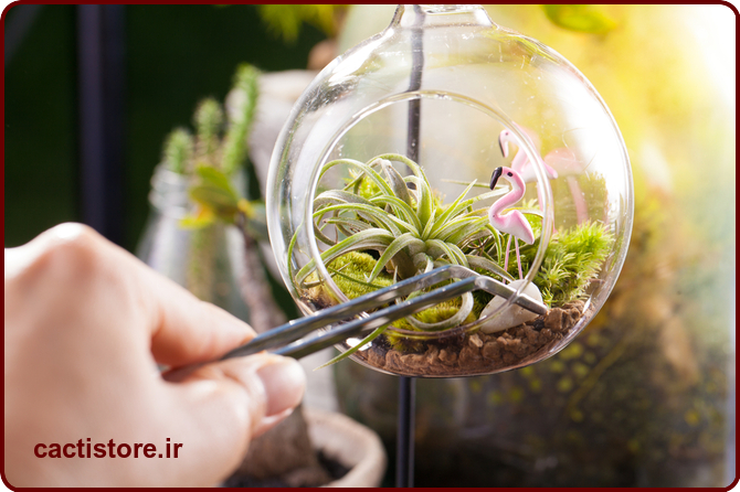 تراریوم برای رطوبت گیاه