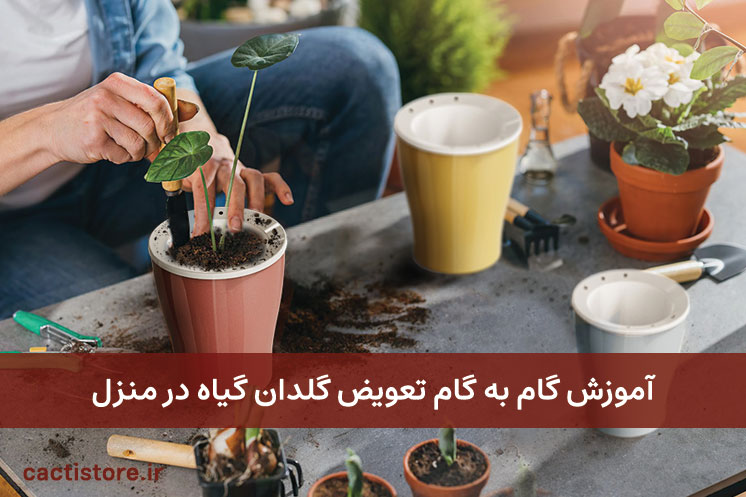 تعویض گلدان در منزل