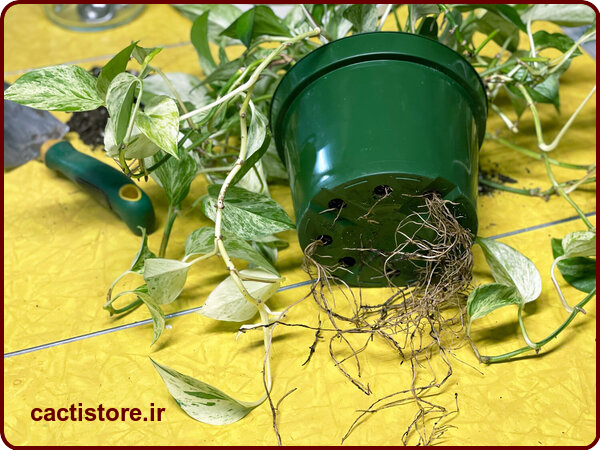 سوراخ زهکشی برای گیاه در گلدان