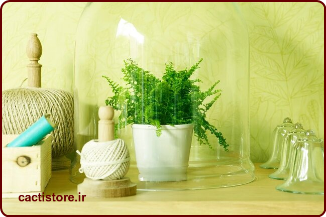 شیشه روی گیاه