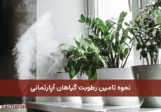 نحوه تامین رطوبت گیاهان آپارتمانی