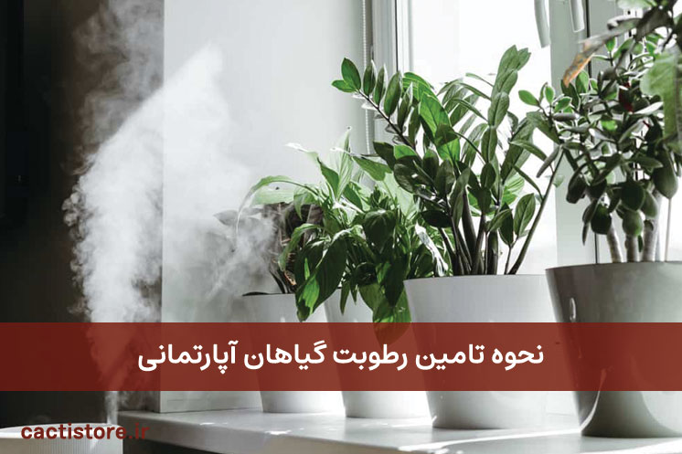 نحوه تامین رطوبت گیاهان آپارتمانی