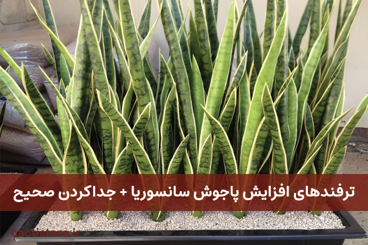 ترفندهای افزایش پاجوش گیاه سانسوریا جداکردن صحیح آن