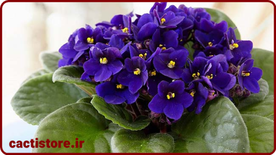 بنفشه آفریقایی