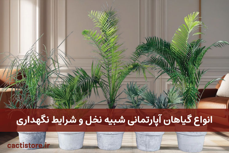 گیاهان آپارتمانی شبیه نخل و شرایط نگهداری