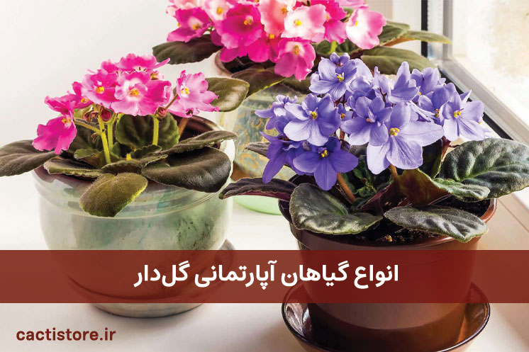 انواع گیاهان آپارتمانی گلدار