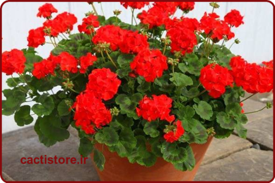 گل شمعدانی یکی از انواع گیاهان آپارتمانی گلدار