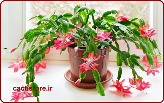 گل کاکتوس کریسمس