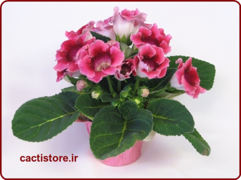 گل گلوکسینیا یکی از انواع گیاهان آپارتمانی گلدار