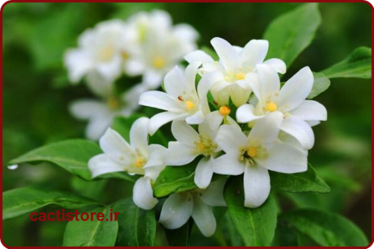 گل یکی از انواع گیاهان آپارتمانی گلدار